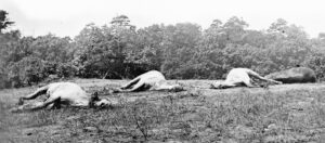 Timothy O'Sullivan photo, Aug. 1862. Dead Horses on the Battlefield